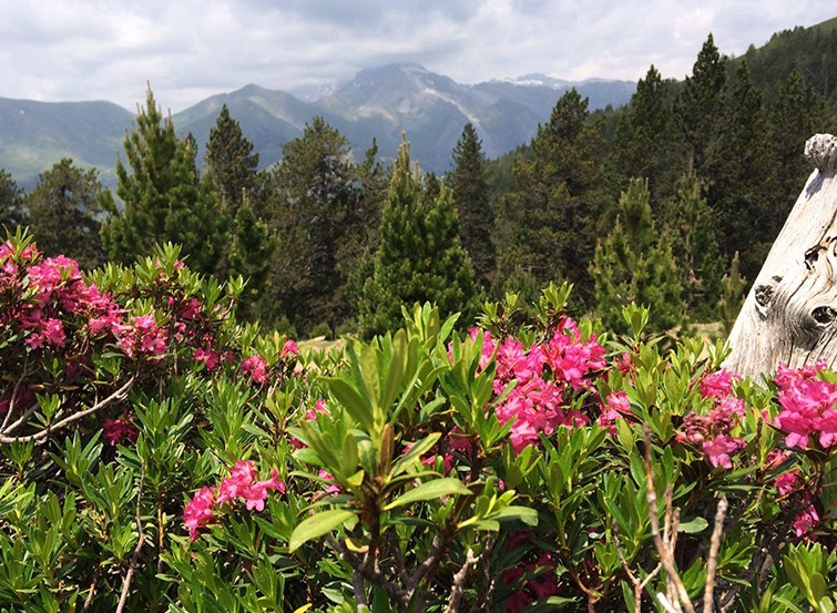 Influencia de la inversión térmica en la flora y la vegetación del valle de Ordesa (Pirineo Central) España